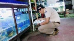 PETUGAS PANTAU IKAN DI ENTIKONG