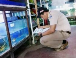 Pelihara Ikan Berbahaya. Ini Ancaman Sanksinya