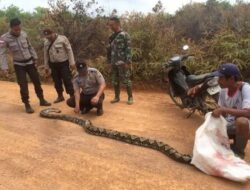 Saat Api Masih Menyala, Ular Pyton Tiba-tiba Keluar dari Lahan Terbakar