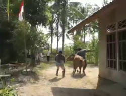 Sapi Kurban Ngamuk Kabur Hingga ke Desa Tetangga