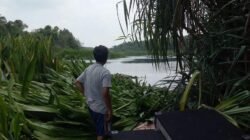 TANAMAN BAKUNG