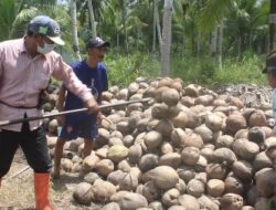 Petani Kelapa Merugi Harga Jual Anjlok Hingga Rp800