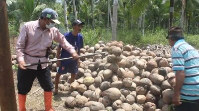 Petani Kelapa Merugi Harga Jual Anjlok Hingga Rp800