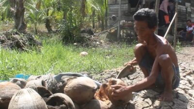 Pemanjat Kelapa Menganggur, Pendapatan pun Hilang