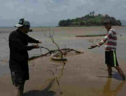Dilanda Kekeringan, Buaya Sinyulong Bermunculan di TN Danau Sentarum