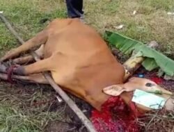 Sapi Kurban Walikota Pontianak Tidak Penuhi Syarat