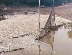 Jutaan Ikan di Suhaid Mati. Ini Penjelasan Dinas Perikanan