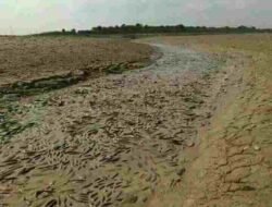 Danau Sentarum Kering, Masyarakat Panen Ikan