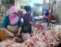Harga Ayam di Putussibau Tembus Rp50 Ribu