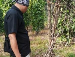 Ratusan Pohon Lada di Belubu Diserbu Ulat Akar