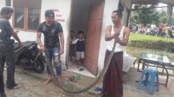 ULAR MEILNGKAR LINGKAR