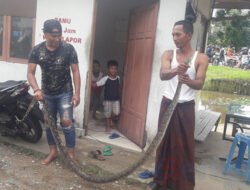 Ular Tiga Meter Hebohkan Warga Sultan Hamid II