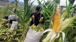 jagung