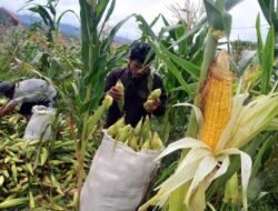 Lirik Tanaman Jagung, Sanggau Usulkan 10 Ribu Ha