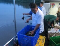 Kepiting Hasil Selundupan Dilepaskan ke Mempawah