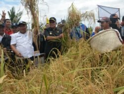 Produksi Pertanian Capai 252 Ribu Ton. Kubu Raya Surplus Beras