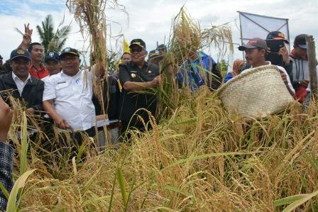 Bupati Kubu Raya didampingi Kadis Pertanian melakukan panen padi waktu lalu