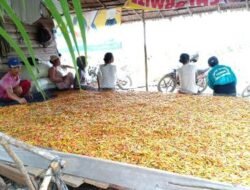 Libatkan Pemuda Tani Perbatasan Kembangkan Cabe