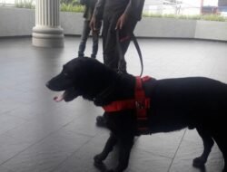 Antisipasi Ancaman Bom, Anjing Pelacak Sisir Katedral