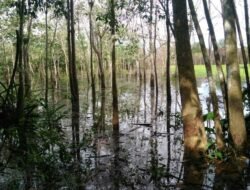 Pembangunan Kawasan Industri Karet Sebatas Wacana