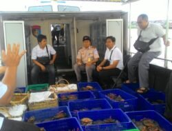 Penyelundupan 6.100 Ekor Kepiting Bertelur Berhasil Digagalkan