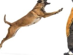 Warga di Ketungau Tengah Sasaran Empuk Amukan Anjing