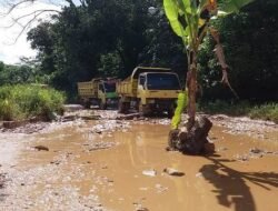 Kesal Jalan Rusak, Warga Sanggau Kulor Tanam Pohon Pisang Tengah Jalan