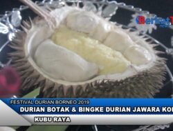 Durian Botak & Bingke Durian Jawara Kontes di Festival Durian 2019