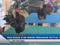 Riuh Kokok Ayam Serama Meriahkan Festival Durian