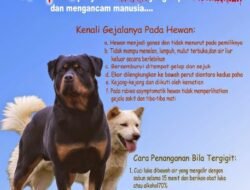 Kimtas Deteksi Puluhan Ekor Anjing yang Dianggap Berbahaya