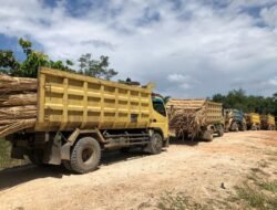 Pamtas Yonif 643 Gagalkan Penyelundupan 20 Ton Rotan Asal Kalteng