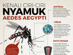 DBD di Kubu Raya Capai 89 Kasus, Satu Diantaranya Meninggal Dunia