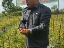 Beras Lokal Gairahkan Petani Kubu Raya