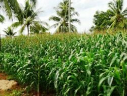 Sanggau Suplai Jagung Hibrida 18 Ton ke Singkawang