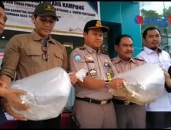 3.535 Arwana Jardini Dikembalikan ke Perairan Merauke