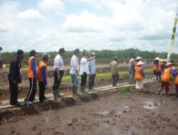 Hidupkan Lahan Tidur, Beras Lokal Kubu Raya Kembali Digalakan