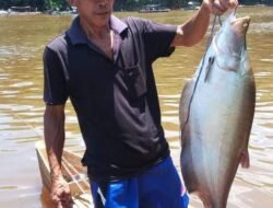 Mataram Dapat Ikan Belidak Terbesar Kalahkan Paolus Hadi