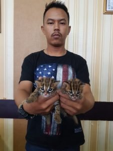 Ditreskrimsus Polda Kalbar Amankan BYP Perdagangkan Kucing Hutan