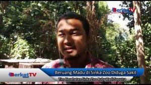 Sempat Viral Sakit, Sinka Zoo Klaim Beruang Madu Kondisi Sehat