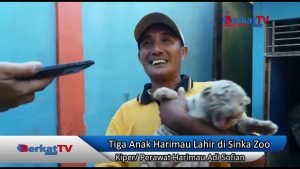 Tiga Anak Harimau Lahir di Kebun Binatang Sinka Zoo