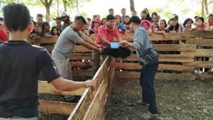 Lomba Tangkap Babi Meriahkan Gawai Dayak