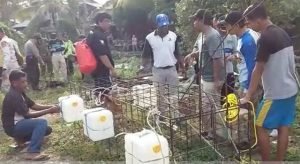 Sayembara Dinilai Membahayakan. BKSDA Sebut Masih Ada Empat Buaya