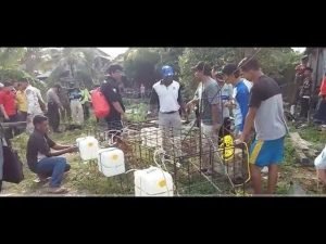 Menangkap Buaya di Sui Singkawang