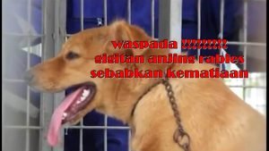 Lima Orang Meninggal Digigit Anjing Rabies