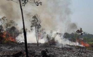 Polisi Selidiki Karhutla di Bukit Lubuk Tajau