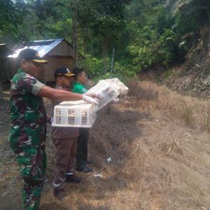 Penyelundupan 210 Burung Kacer Malaysia Digagalkan