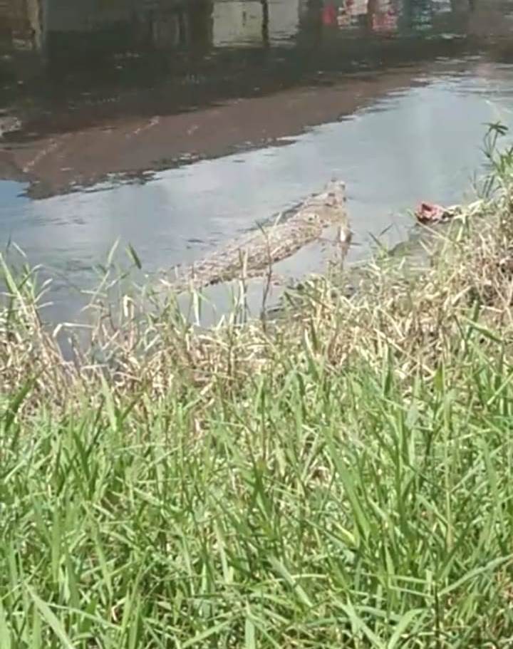 Buaya Raksasa Kembali Muncul di Sui Singkawang