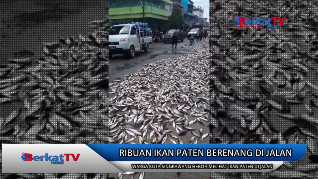 Ribuan Ikan Patin Berhamburan di Jalan