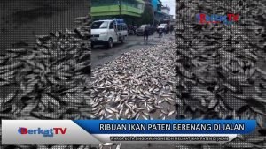 Ribuan Ikan Patin Berhamburan di Jalan