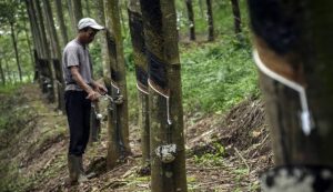 Harga Karet Semakin Anjlok